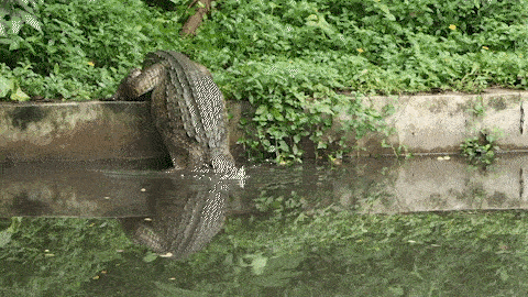 鳄鱼入水gif.gif